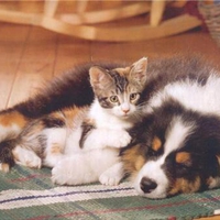 Puppy and kitten