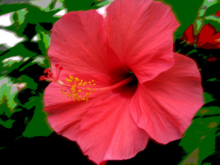 Red hibiscus - flowers, red