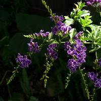 Purple flowers