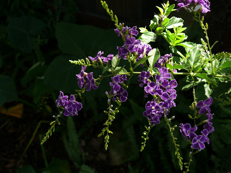 Purple flowers - flowers, purple