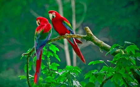 *** Parrots *** - fun, trees, animals, paradise, branch, colorful, wallp, cool, pretty, birds, zoki, wallpaper, bird, forest, parrots, animal, colors, new