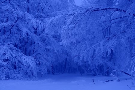 *** Blue winter *** - winter, trees, nature, snow