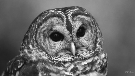 Barn Owl - predator, bird, black and white, owl, gray