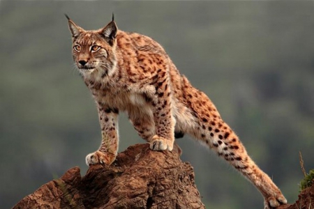 Lynx - hunting, beautiful animal, wild cat, lynx