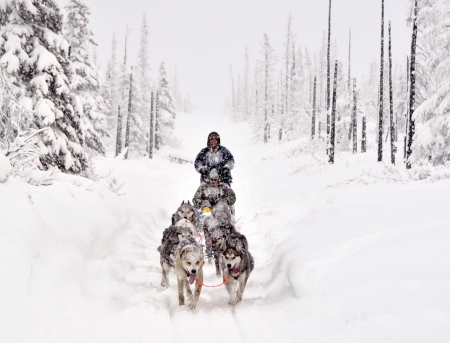 Snow Time - dogs, winter, snowing, snow