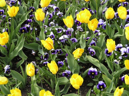 Garden - tulip, flowers, garden, violet