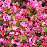 Pink Flowers