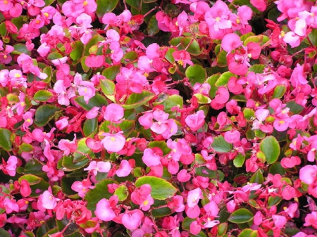 Pink Flowers - nature, flowers, garden, pink