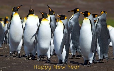 Happy New Year - falkland, penguins, animals, birds