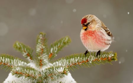 Cute Little Bird - bird, winter, woman, cute, snow, face, pink, leaves