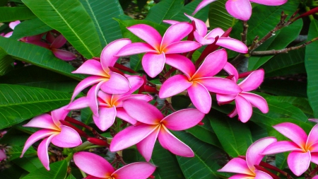 PLumeria - nature, beauty, art, abstract, flowers