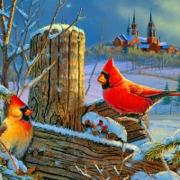 Winter cardinals-detail