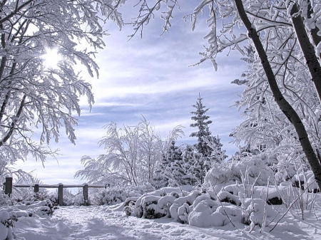 Winter view - beauty, sky, landscape, trees, day, sun, winter, white, nature, view, snow