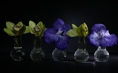 Still life - orchids, flowers, still life, glass