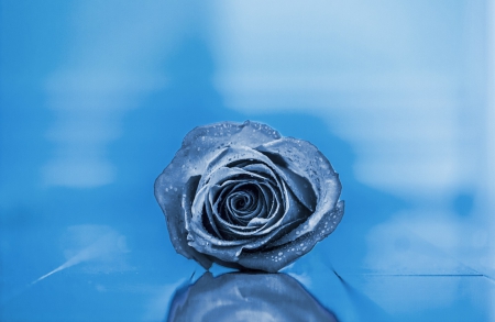 Blue Rose - roses, rose, flower, blue