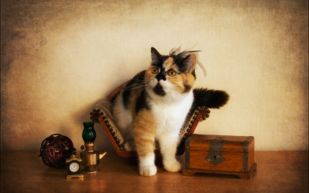 Still life - cute, animal, Still life, cat