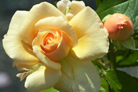 Rose - flowers, lovely, nature, rose