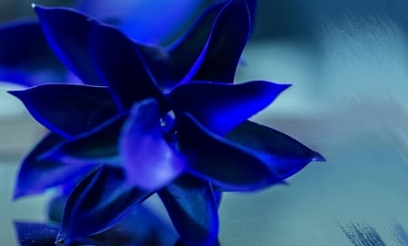 Blue - royal, blue, flower, petals