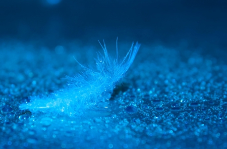 Blue and wet - feather, wet, abstract, blue