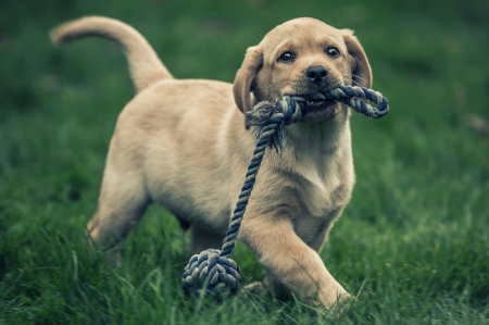 Dog - puppy, animals, lovely, pretty, puppys, beautiful, dog, animal, dogs, sweet, cute