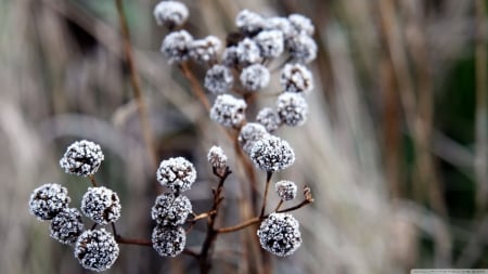 Frozen - abstract, winter, frosted, photography, snow, frosty, berry, HD, ice, frozen, nature, macro, frost, wild, wallpaper