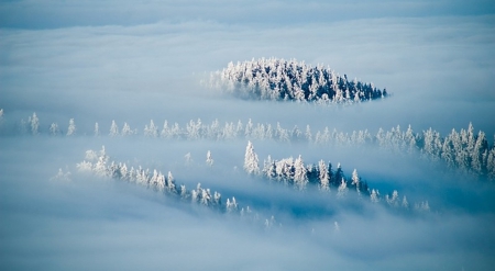 Winter Dream - snow, forest, blue, dream