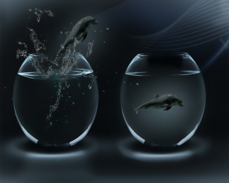 fish tank dolphins__ - fun, 3d, tank, fish, dolphins, desktop