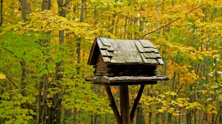 forest autumn - autumn, forest, wallpaper, house, birds