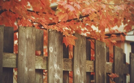 *** Amazing autumn *** - leaves, tree, nature, autumn