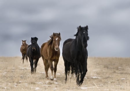 Horses - black, horese, nature, brown