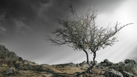 thorny tree on a rocky hill hdr - hill, mist, hdr, tree, rocks, thorns