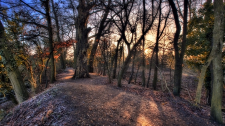 trail through a forest in autumn hdr - trail, autumn, hdr, sunrise, forest