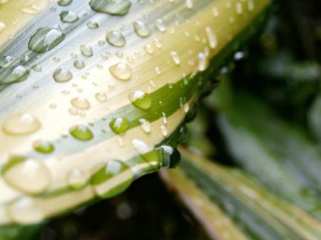 Beautiful 1 - leaves, plant, water bubbles, rain shower