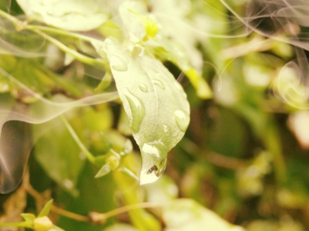 Beautiful 2 - water bubble, leaves, smoking, green