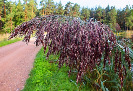 Reed. - grass, nature, rivers, others