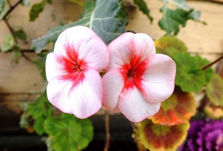 Red-white. - nature, beauty, flowers, macro