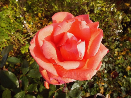 Autumn`s  Rose. - nature, autumn, flowers, macro