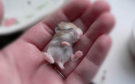 Mouse - mouse, photo, hand, animal