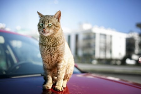 Cat - pretty, cat face, sleepy, paws, kitten, cats, face, sleeping, hat, beautiful, beauty, lovely, sweet, cat, cute, animals, kitty