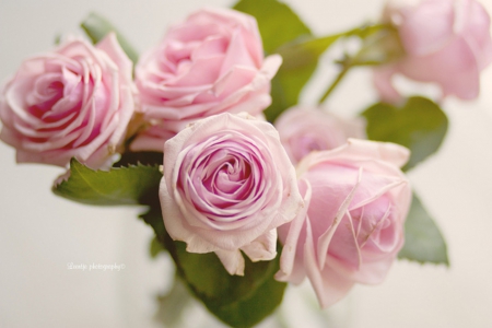 Roses - home-style, beauty, pink roses, roses, pink, soft, pastel, vase