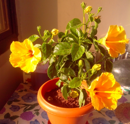 Yellow Hibiscus Flowers - pot, yellow, flower, plant, leaves, flowers, nature, hibiscus, leaf