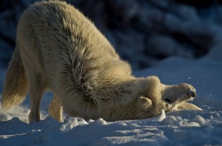 Playful white wolf