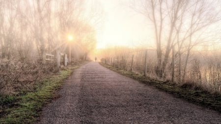 walking the dogs on a marvelous fall morning hdr - trees, gate, fog, road, morning, man, dogs, autumn, hdr