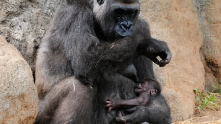 gorillas - monkeys, baby, wallpaper, primates, gorillas