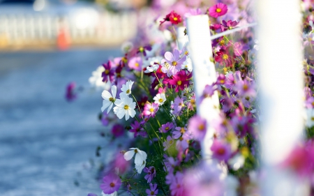 Flowers - nature, beautiful, colorful, flowers, road