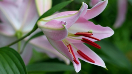 Flower - awesome, red, flower, pink