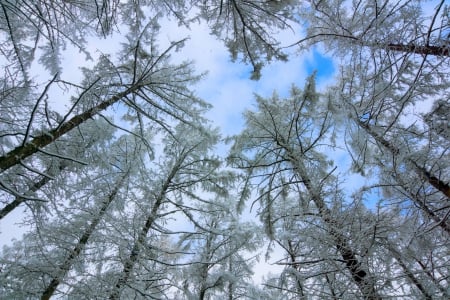 SNOW TREES - sky, trees, snow, zoom, winter