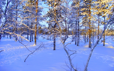 WINTER FOREST - winter, finland, sunlight, forest