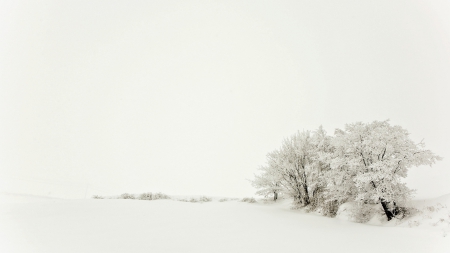 white winter - snow, white, winter, tree