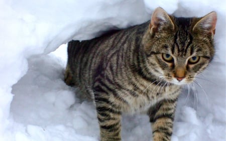 WINTER OUTING - cat, out, winter, snow